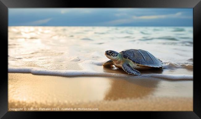 A newly hatched baby turtle clumsily walks along the beach. Ai g Framed Print by Joaquin Corbalan