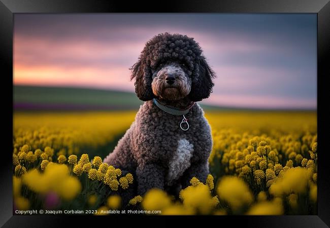 purebred poodle canine patiently awaits its next a Framed Print by Joaquin Corbalan