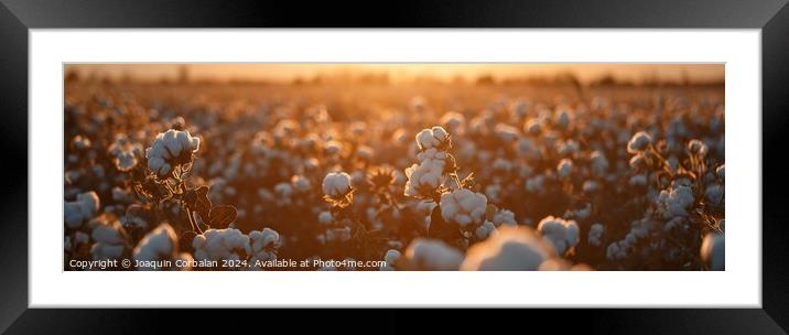 Panoramic of a cotton field at sunset. Framed Mounted Print by Joaquin Corbalan