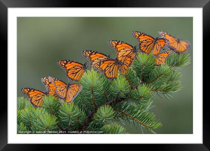 Large Cluster of Migrating Monarch Butterflies on  Framed Mounted Print by Joaquin Corbalan
