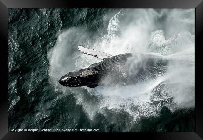 Aerial view of a humpback whale creating a splash in the ocean. Framed Print by Joaquin Corbalan