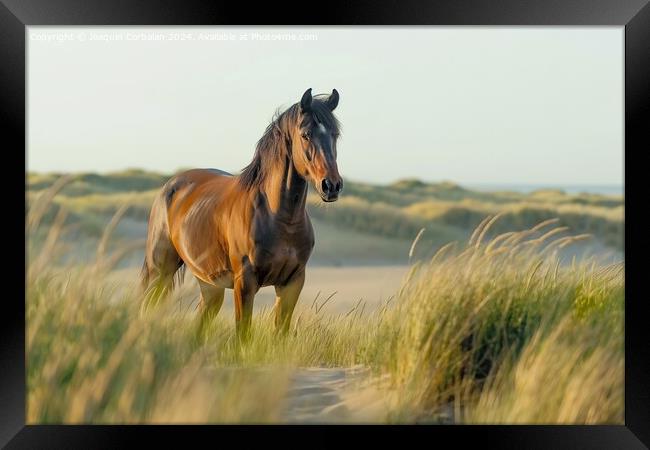 A proud bay stallion standing on a grassy field in North Sea. Framed Print by Joaquin Corbalan