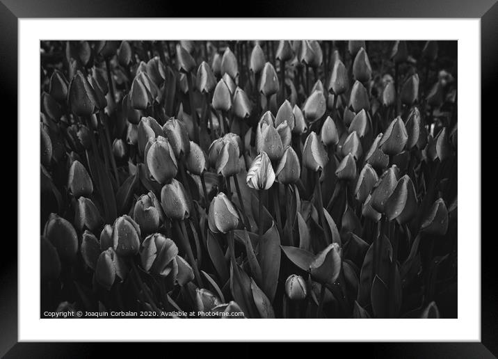 Flowers of tulips in black and white. Framed Mounted Print by Joaquin Corbalan
