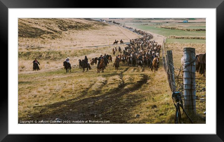 Herd of lovely Icelandic horses riding towards the meeting at the farm Framed Mounted Print by Joaquin Corbalan