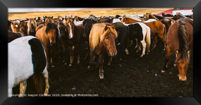 Herd of precious Icelandic horses gathered in a farm. Framed Print by Joaquin Corbalan