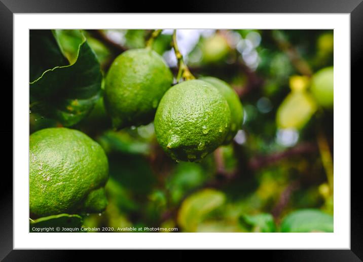 Green lemons hanging from the lemon tree on a rainy day. Framed Mounted Print by Joaquin Corbalan