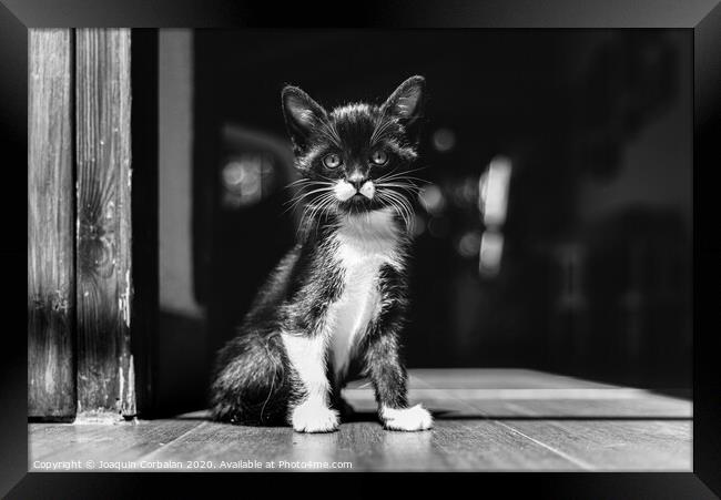 Little kitten, house pet, just sitting on the ground. Framed Print by Joaquin Corbalan