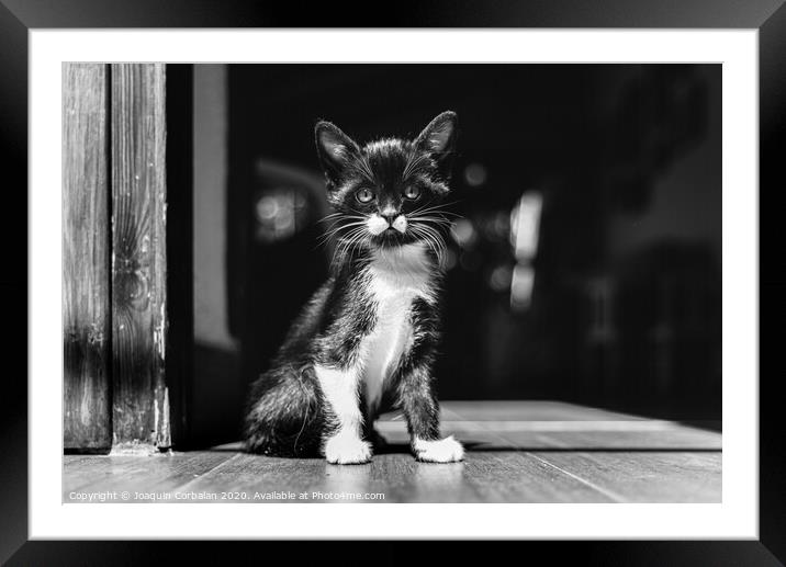 Little kitten, house pet, just sitting on the ground. Framed Mounted Print by Joaquin Corbalan