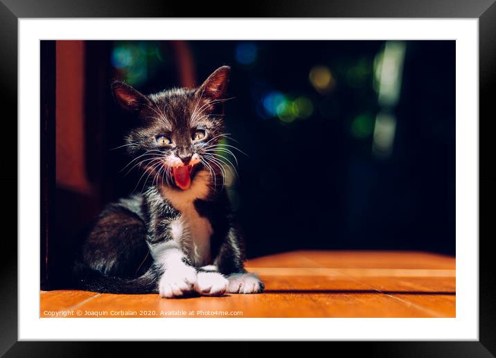 Having pet kittens requires a responsibility to take care of them properly. Framed Mounted Print by Joaquin Corbalan