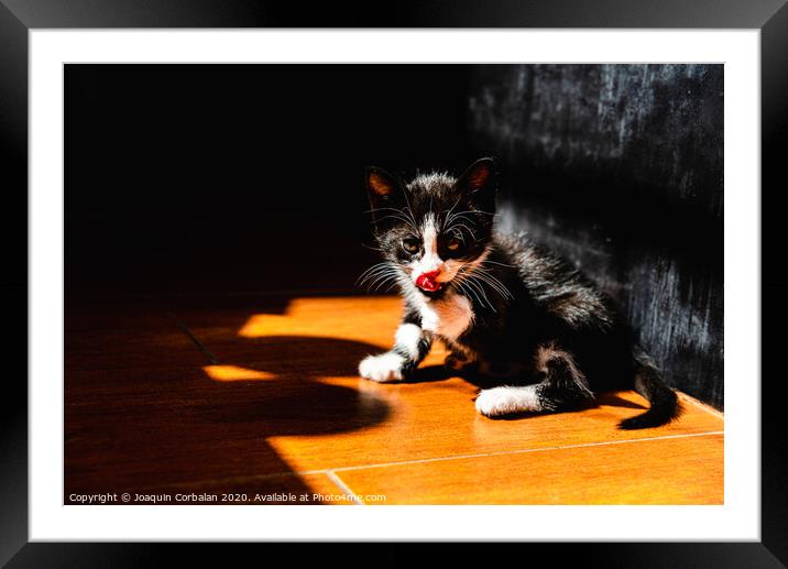 Little kitten, house pet, just sitting on the ground. Framed Mounted Print by Joaquin Corbalan