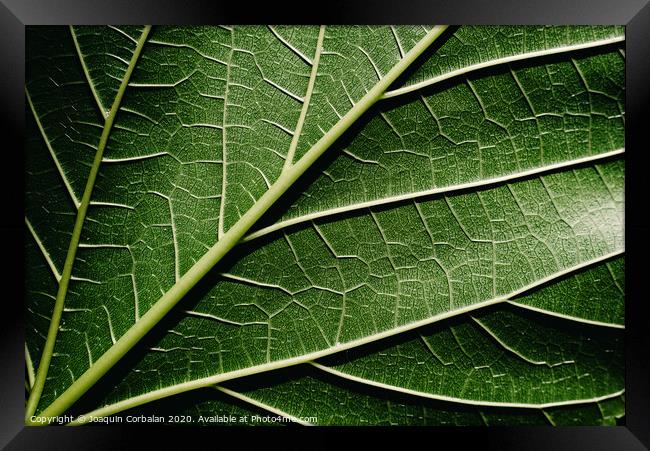 Close-up detail of a mulberry leaf illuminated by the sun, green nature background and texture. Framed Print by Joaquin Corbalan