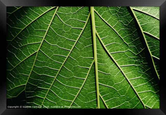Green background of nature leaves with texture. Framed Print by Joaquin Corbalan