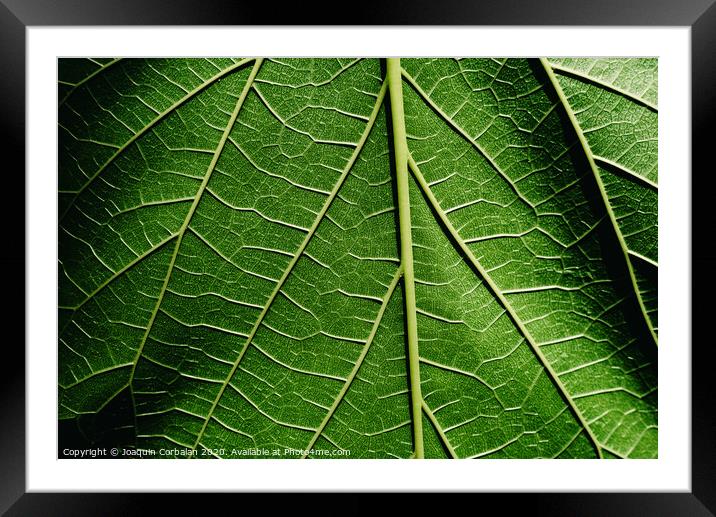 Green background of nature leaves with texture. Framed Mounted Print by Joaquin Corbalan