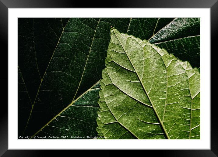 Macro of the underside or abaxial face and beam of mulberry leaves, green background of nature leaves. Framed Mounted Print by Joaquin Corbalan