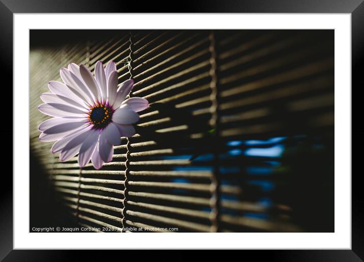 Soft and pink daisies against backlight on a wooden background. Framed Mounted Print by Joaquin Corbalan