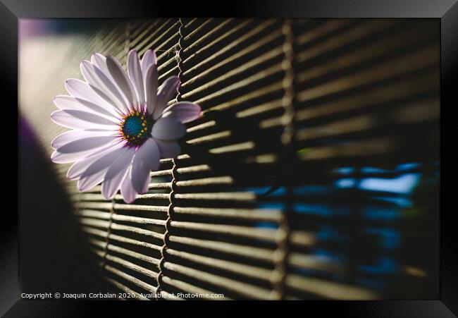 Soft and pink daisies against backlight on a wooden background. Framed Print by Joaquin Corbalan