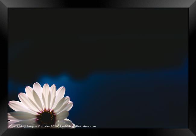 Pretty and delicate pink flower on dark background illuminated from behind. Framed Print by Joaquin Corbalan