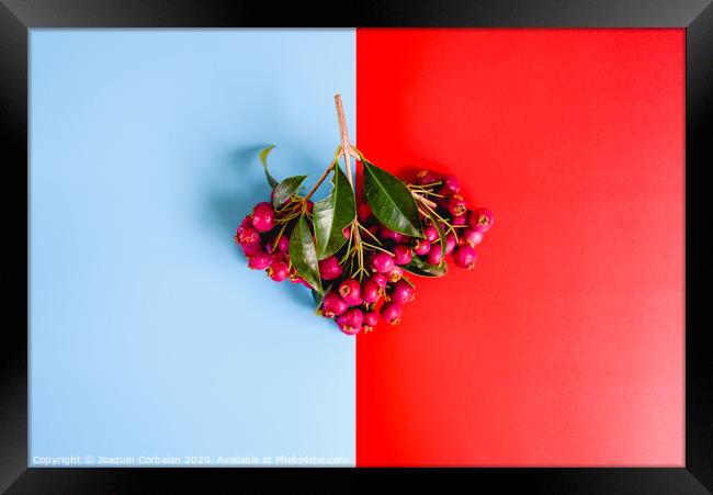 Bouquet of purple autumnal fruits isolated on a red and blue background. Framed Print by Joaquin Corbalan