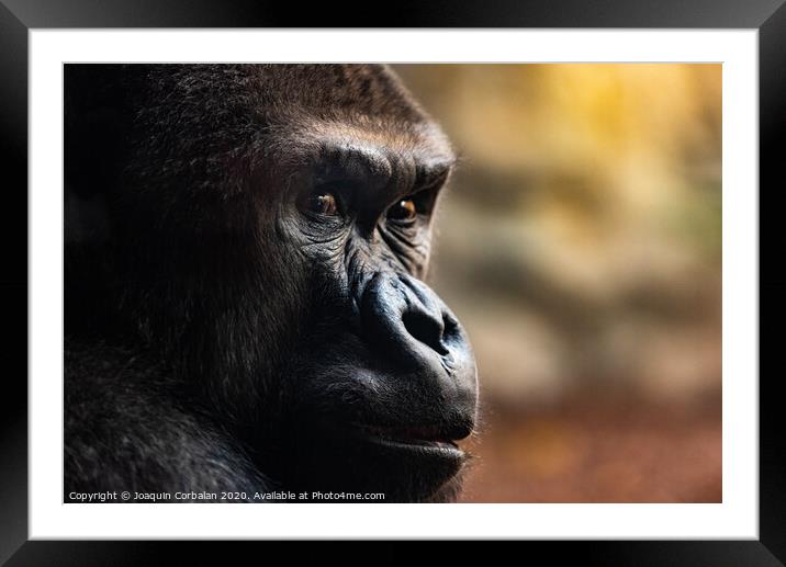 Male western gorilla looking around, Gorilla Framed Mounted Print by Joaquin Corbalan