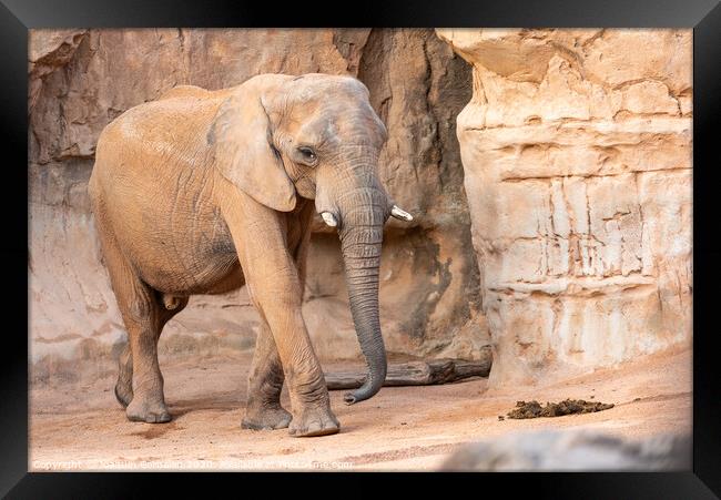 African savannah elephant look, Loxodonta africana, as you walk through a zoo. Framed Print by Joaquin Corbalan