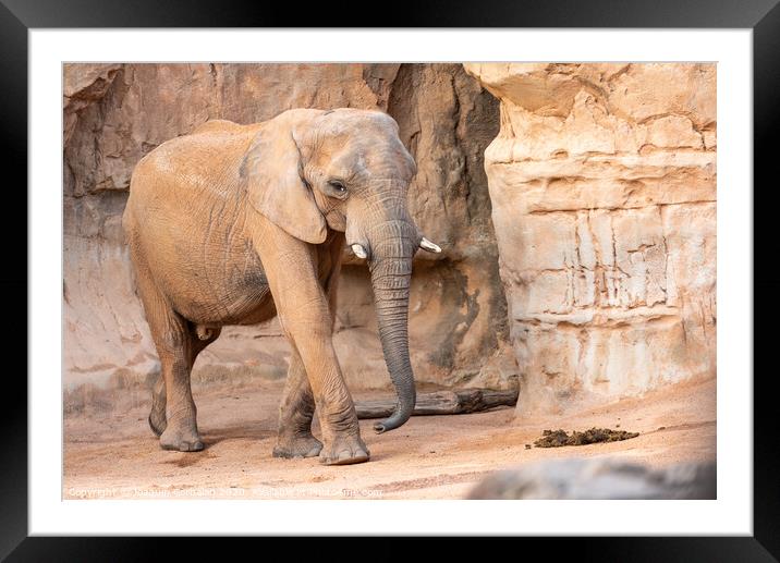 African savannah elephant look, Loxodonta africana, as you walk through a zoo. Framed Mounted Print by Joaquin Corbalan