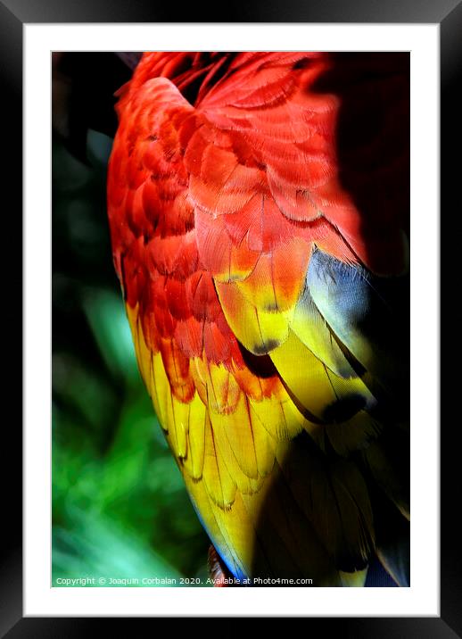 Parrot tropical birds with colorful feathers Framed Mounted Print by Joaquin Corbalan