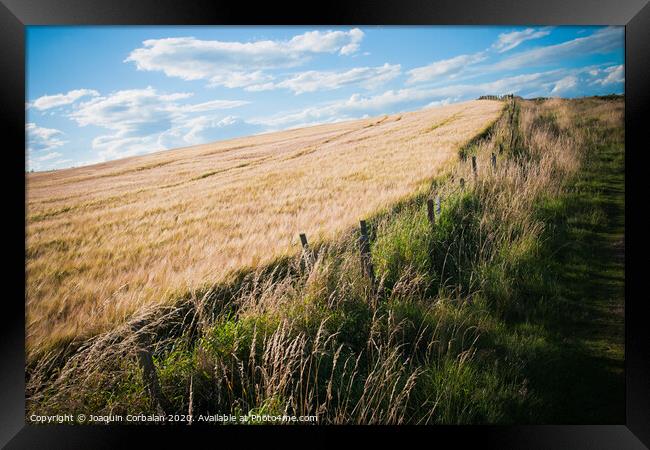 Wheat field. Ears of golden wheat close up in a rural scenery under Shining Sunlight. Background of ripening ears of wheat field. Framed Print by Joaquin Corbalan