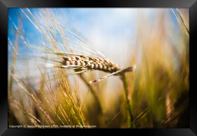 Wheat field. Ears of golden wheat close up in a rural scenery under Shining Sunlight. Background of ripening ears of wheat field. Framed Print by Joaquin Corbalan