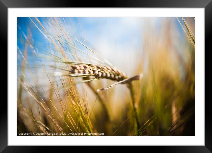 Wheat field. Ears of golden wheat close up in a rural scenery under Shining Sunlight. Background of ripening ears of wheat field. Framed Mounted Print by Joaquin Corbalan