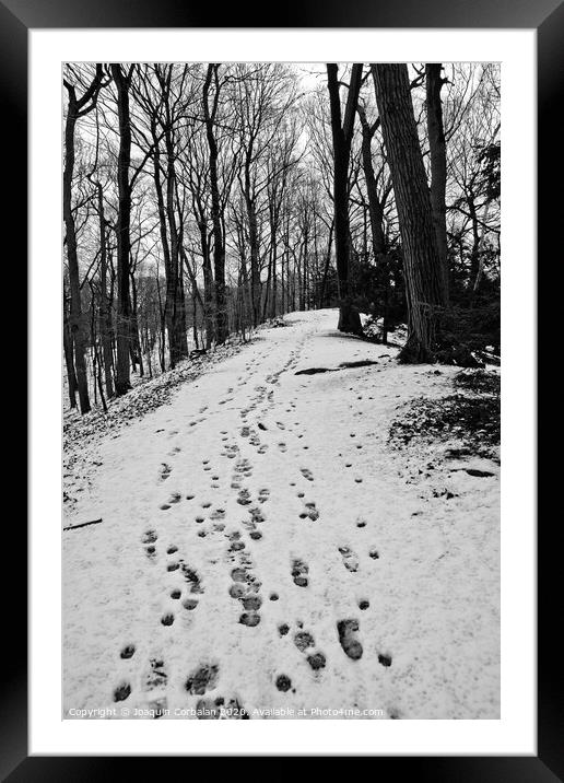 forest landscape with snow among the trees and branches without leaves Framed Mounted Print by Joaquin Corbalan