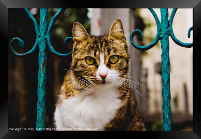 Cat on a fence Framed Print by Joaquin Corbalan