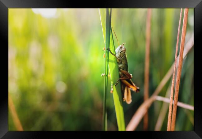 Grasshopper insect focused in the foreground, on a green background out of focus with copy space. Framed Print by Joaquin Corbalan