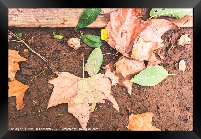 Dry leaves fallen on the ground one autumn afternoon. Framed Print by Joaquin Corbalan
