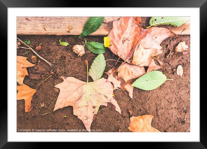 Dry leaves fallen on the ground one autumn afternoon. Framed Mounted Print by Joaquin Corbalan