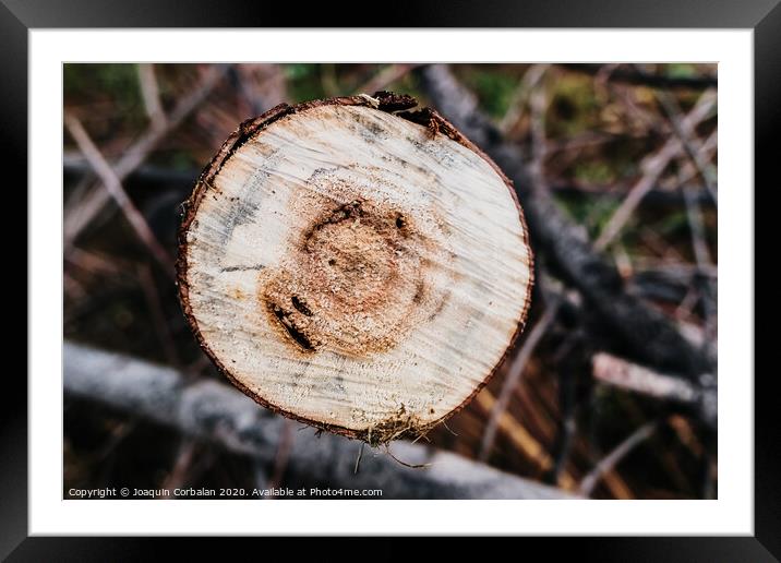 Detail of the rings of a sawed tree trunk. Framed Mounted Print by Joaquin Corbalan