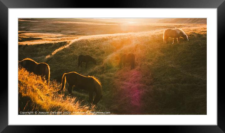 Icelandic landscapes, sunset in a meadow with horses grazing  backlight Framed Mounted Print by Joaquin Corbalan
