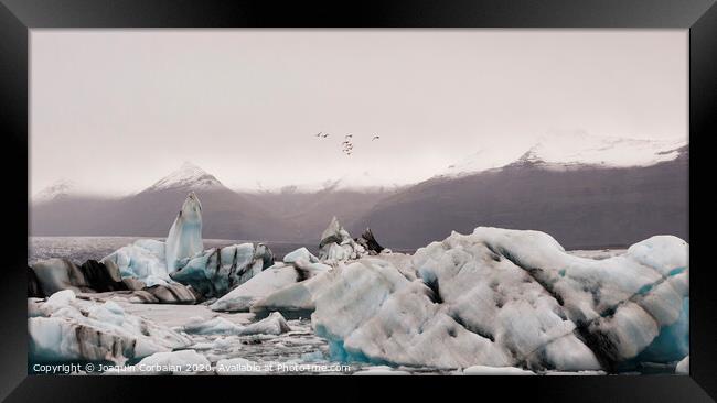 Large icebergs detached from the tongue of a glacier reaching the coast, in Iceland, paradise for adventurers. Framed Print by Joaquin Corbalan