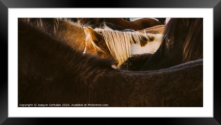 Loins and mane of many Icelandic horses together. Framed Mounted Print by Joaquin Corbalan