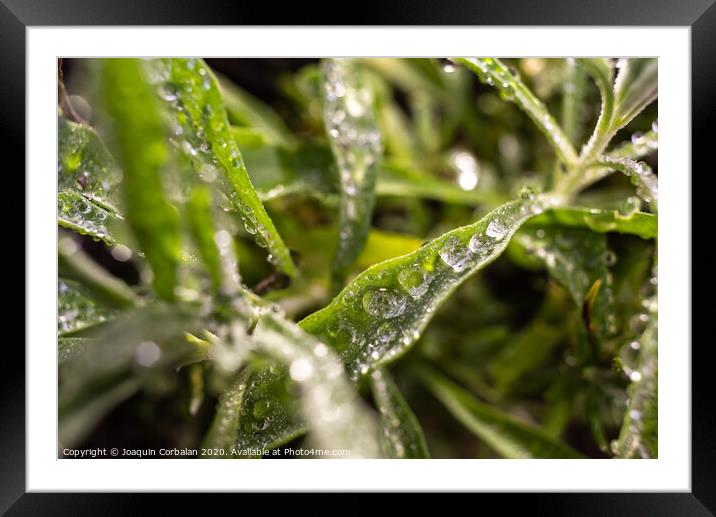 Rosemary macro, Rosmarinus officinalis, covered with drops of dew Framed Mounted Print by Joaquin Corbalan