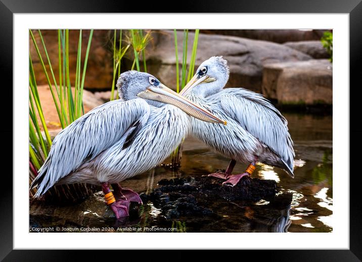 Pair of pink pelicans in a pond. Pelecanus rufescens. Framed Mounted Print by Joaquin Corbalan