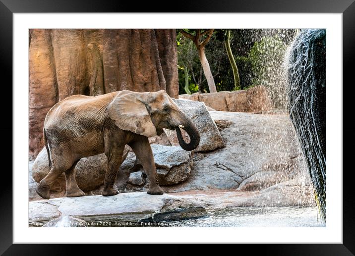 African elephant drinking water from a river. Framed Mounted Print by Joaquin Corbalan
