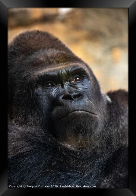 Western male gorilla sitting, Gorilla gorilla gorilla, in a zoo. Framed Print by Joaquin Corbalan