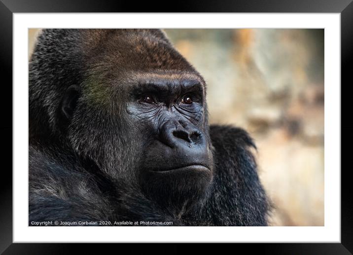 Male western gorilla looking around, Gorilla gorilla gorilla Framed Mounted Print by Joaquin Corbalan