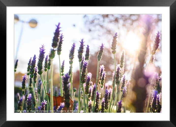 Floral background with vibrant lilac lavender with copy space for text in natural setting. Framed Mounted Print by Joaquin Corbalan