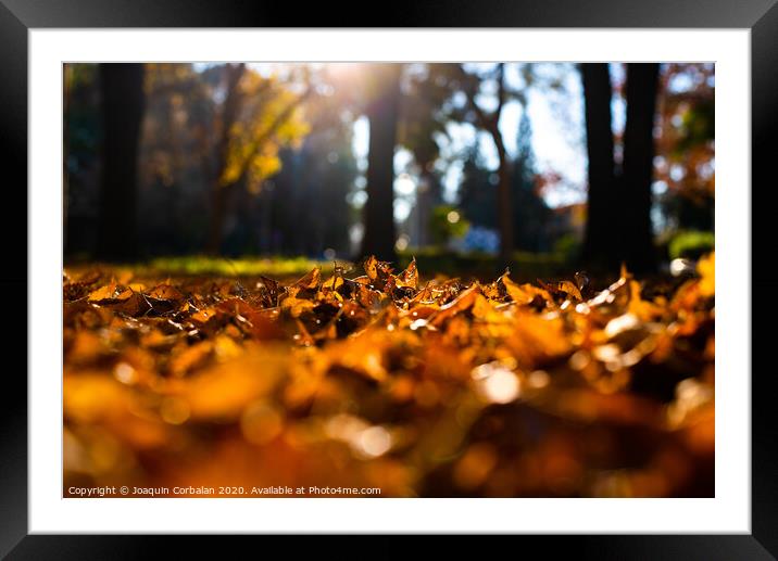 Dry tree leaves on in soil, old, autumn concept and warmth. Framed Mounted Print by Joaquin Corbalan