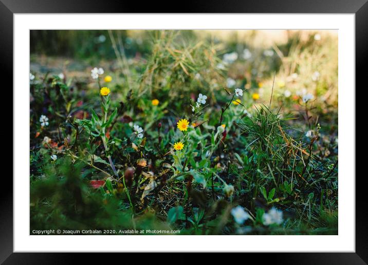 Green plants in the sun in spring. Framed Mounted Print by Joaquin Corbalan