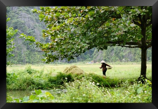 Traditional Vietnamese farmers cultivating rice in Asian fields Framed Print by Joaquin Corbalan