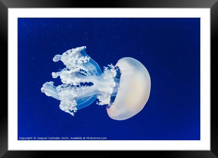 Jellyfish floating and flowing transparently in a fishbowl. Framed Mounted Print by Joaquin Corbalan