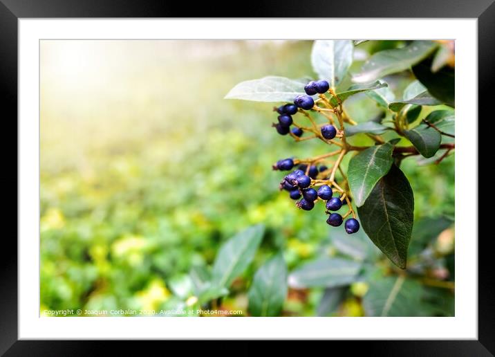 Natural background with autumn purple berries Framed Mounted Print by Joaquin Corbalan