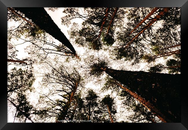 Inspiring image of tall trees seen from below with the sky in the background. Framed Print by Joaquin Corbalan